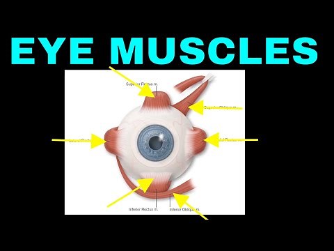 Eye Muscle Anatomy