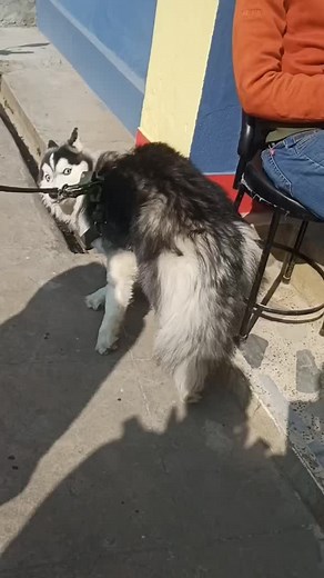 Understanding Canine Distemper: Symptoms, Treatment, and Prevention