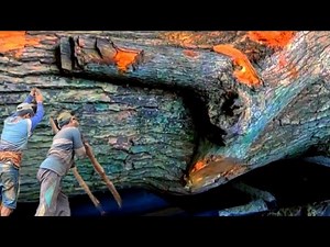 A giant tree branch was split, and the result was beautiful at sawmill
