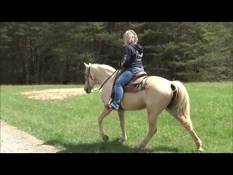 Ebony Super Gold Beginner Safe Tennessee Walker Trail Horse For Sale