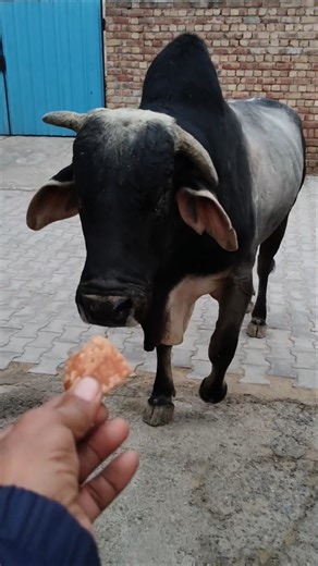 Giant Bull Feeding! Watch till the end! 😲🐃 #shorts #amazinganimals #bullLove