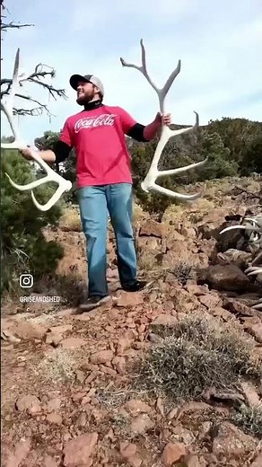 SHED HUNTING | ELK SHEDS | ANTLERS | ELK SET