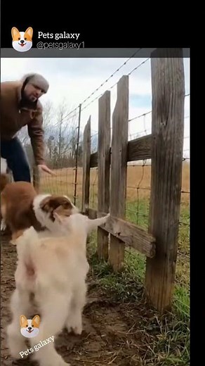 🐶 Dog Frees Baby Goat Stuck in Fence | Real 4K Rescue