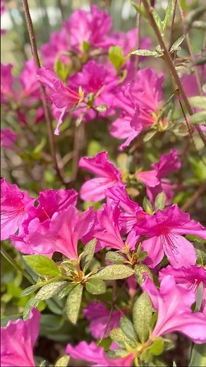 #azaleas #azalea #flowersblooming #floweringshrubs #spring #garden #gardenvlog #pinkflowers #flowers