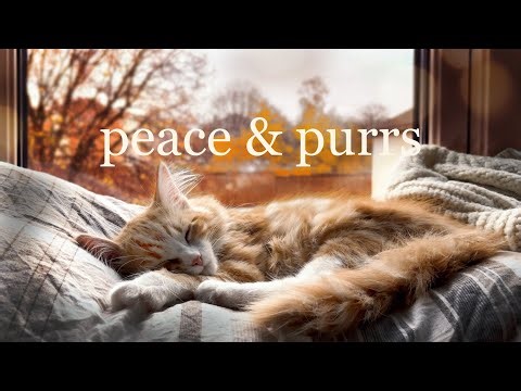 Soft Kitten Purring for Sleep & Calm Nights