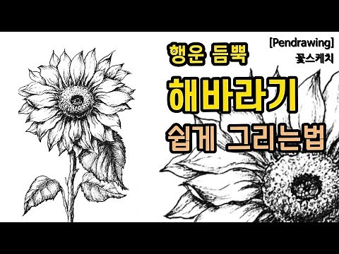 [Pen Drawing] Easy Sunflower Drawing/Sunflowers Bring Good Luck/How to Draw Flowers Well