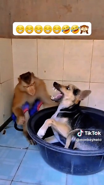 Neto O Macaquinho: Momentos Engraçados com o Macaco