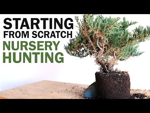Bonsai Nursery Hunting - Starting from Scratch