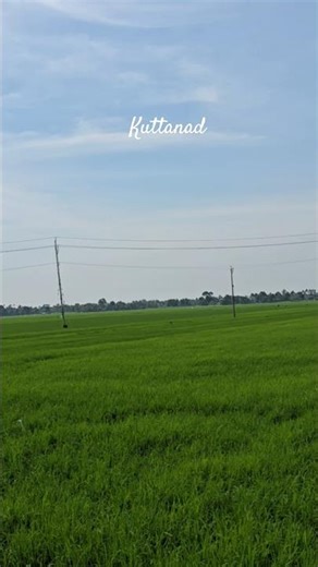 Green kerala #kerala #tourism #nature #naturephotography #ytshorts #shorts