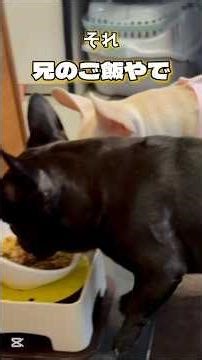 ヨシの瞬間、兄のご飯へ直行するフレブル妹【凛太朗と葉月】