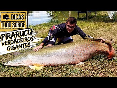 EVERYTHING ABOUT: PIRARUCU!!! TRUE GIANTS!!! (BAITS, SIZE, MATERIALS AND HOW TO CATCH THEM)