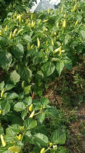 Lumayan lah yah 😁🥳, cuma manfaatin lahan pinggir kalii wkwkwk.. #foryouシ #followers #everyone #sorotan #pengikut #highlightseveryone #semuaorang #farming #berkebun #menanam #bercocoktanam #minigarden #kebunkecil #bertani, | Jimmyca Mario Orlando