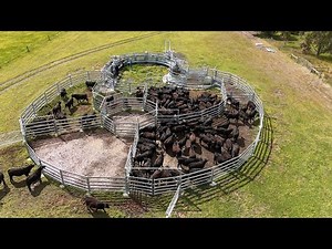 “We Did in 3 Hours What Would Normally Take 3 Days!” Andrew’s Game-Changing Cattle Yard Upgrade