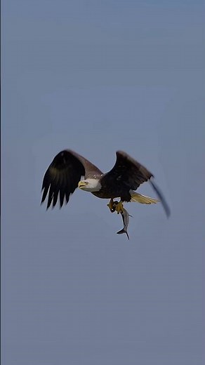Adult bald eagle snags a large fish 🐟 !! Copyrighted 🎥 Sony A7Siii +FE 200-600 #baldeagle