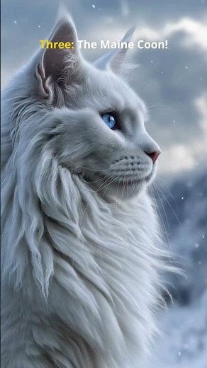 5 Cat Breeds Built for Snow #Russianblue