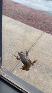 My next client 🐸 | Sam's Barber Shop LLC