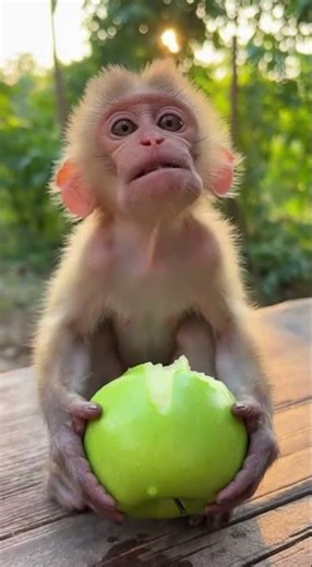 Cute Baby Monkey Eating Green Apple,#cute ,#monkey