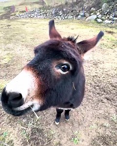 This happy donkey loves a yummy treat😆 | Animal Lovers