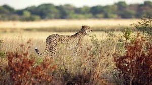 A Cheetah Changes His Hunting Strategy in a Surprising Way | Smithsonian Institution