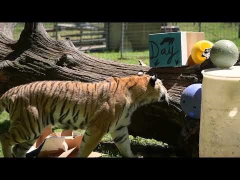 Endangered Species Day - Joey Tiger's Enrichment Adventure
