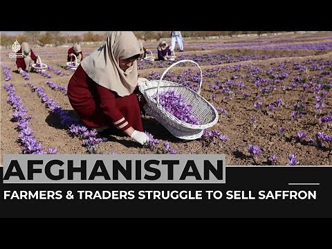 Afghanistan's farmers and traders struggle to sell saffron
