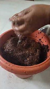 Growing Wheatgrass using cocopit