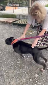 A Heartwarming Update on Shadey and Yvette's Weekender Adventure! Last Thursday, Yvette picked Shadey up from our Rescue Center for a 4-day staycation through our "Weekenders" temp-fostering program. She returned him on Sunday, promising to come back this weekend. But Yvette couldn't wait—yesterday, she surprised Shadey by showing up early and taking him back for an extended fostering vacay! Shadey has already made himself at home, happily snoring away on the sofa. Yvette, a long-time, dedicated