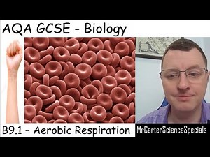 B9.1 - Aerobic Respiration - AQA Biology GCSE 9-1