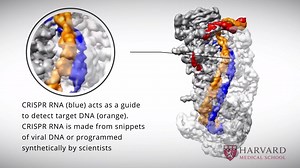CRISPR-Cas3 In Action