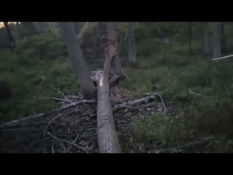 lansing michigan death cult discovery (REUPLOADED)