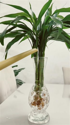 Bambu da sorte com bolinhas de hidrogel 🌿