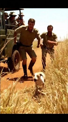 PYTHON ATTACKS DOG! 😱 You Won't Believe How The Puppy Saved Her #animalrescue