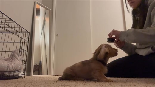 Are dachshunds hard to train? Here is a puppy, 11 weeks old, working on basic commands. | Wildwynn Dachshunds