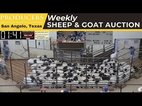 7/8/2025 - Sheep & Goat Auction - Producers Livestock Auction Company