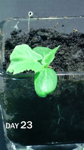 Cucumber sprouting under soil time lapse
