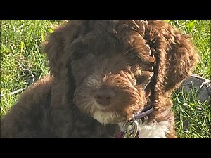 Lake_Roblox is live playing roblox