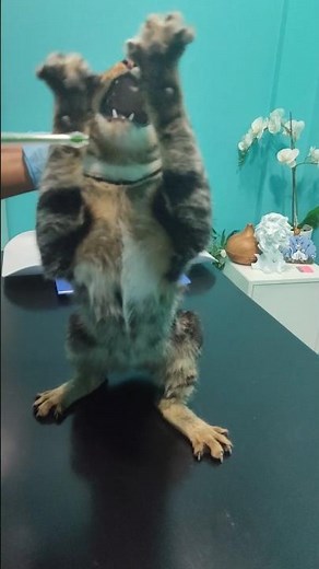 How do you get your Cat to take an internal parasite pill?