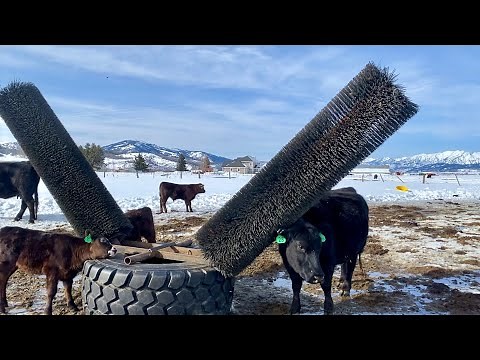 The Ultimate Cow Scratcher!