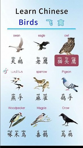 Learn Chinese for beginners - basic Chinese - Chinese vocabulary #Chinese #Study #Shorts #