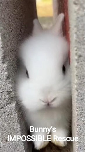 “Bunny’s IMPOSSIBLE Rescue You Won’t Believe 😱🐰” and watch it blow up! 🚀🐰