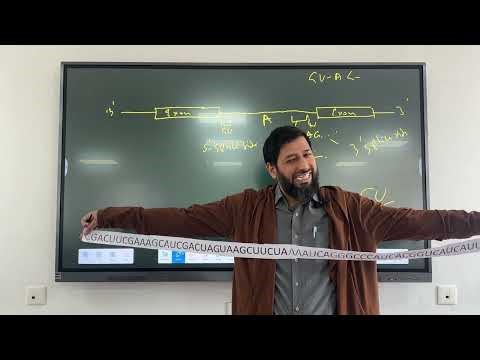 RNA Splicing | Types of Introns | Exon Skipping | Cryptic Splicing 