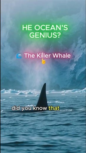 The Ocean’s Genius? 🌊 The Killer Whale #orca #wildlife #ManteAndMani #animals #wildanimals