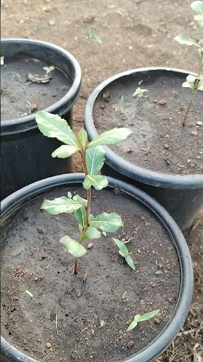Terminalia mantaly seed germination plant, African Talisay green