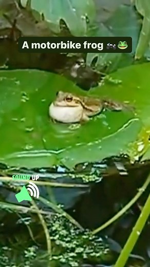 Treecard on Instagram: "This is the motorbike frog (Litoria moorei) ️ and you can probably hear why it’s called so - the male frog’s mating call sounds similar to a motorbike revving up!  Unfortunately, the motorbike frog is considered as vulnerable to extinction due to habitat loss, degradation, and fragmentation  Plant trees and help wildlife with the Treecard app   Sarah Antonic"