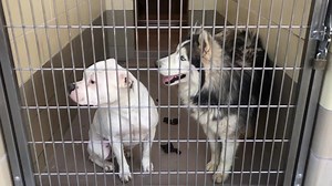 24K views · 293 reactions | #A1491782 - ✔️Adopted I am a male, gray...