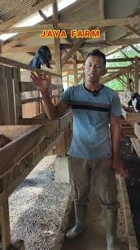 Adanya kelebihan dan kekurangan didalam penggunaan kandang umbaran untuk ternak