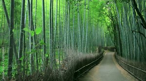 Sagano Bamboo Forest, Kyoto City, Kyoto Prefecture, Japan