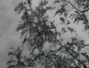 青春の影／チューリップ（＋歌詞）