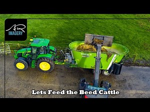 Feeding Beef Cattle on a Windy Morning | Silage, Meal & Sugar Beet