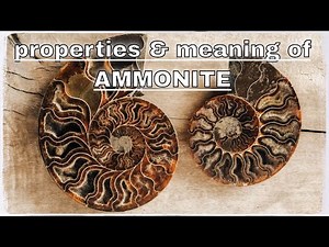 Ammonite Meaning Benefits and Spiritual Properties